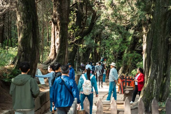 翠云廊旅游攻略(翠云廊旅游攻略大全)