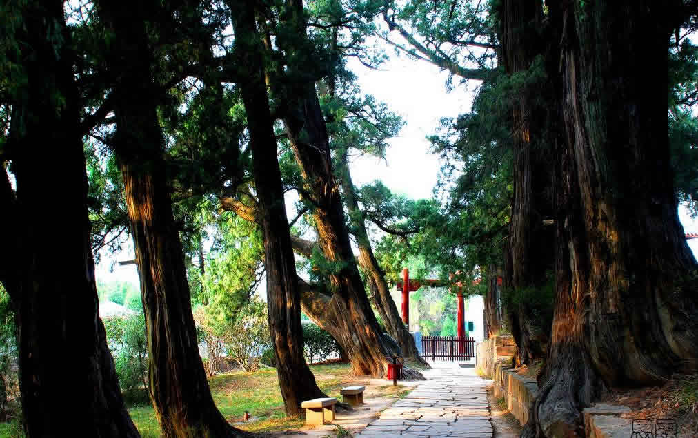 翠云廊旅游攻略(翠云廊旅游攻略大全)